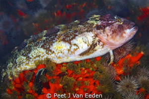 The ambush Predator or super klipfish is  waiting silentl... by Peet J Van Eeden 